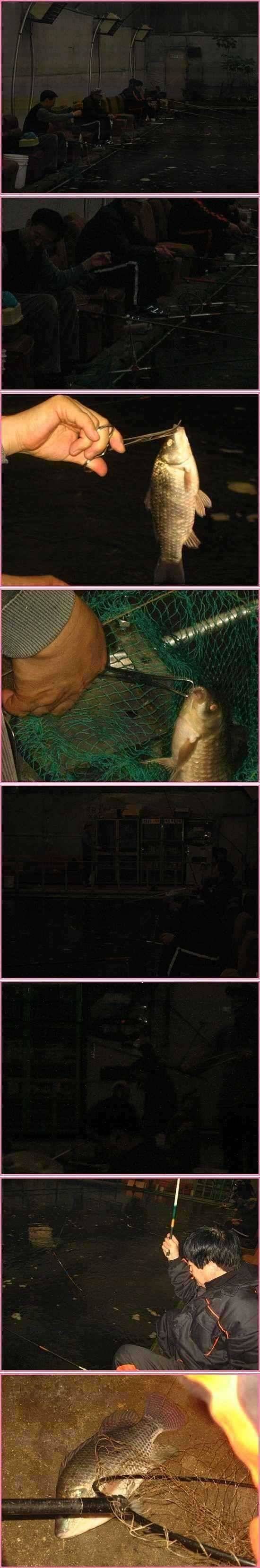 토종붕어랑말뚝잉어랑 (유료터정보 - 유료터점주조황)