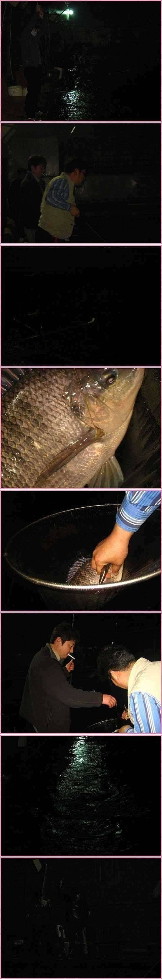 토종붕어랑말뚝잉어랑 (유료터정보 - 유료터점주조황)