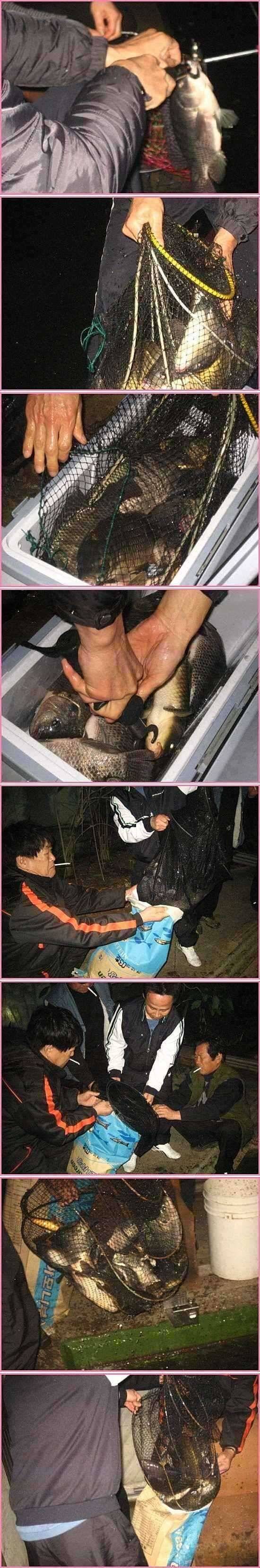 토종붕어랑말뚝잉어랑 (유료터정보 - 유료터점주조황)