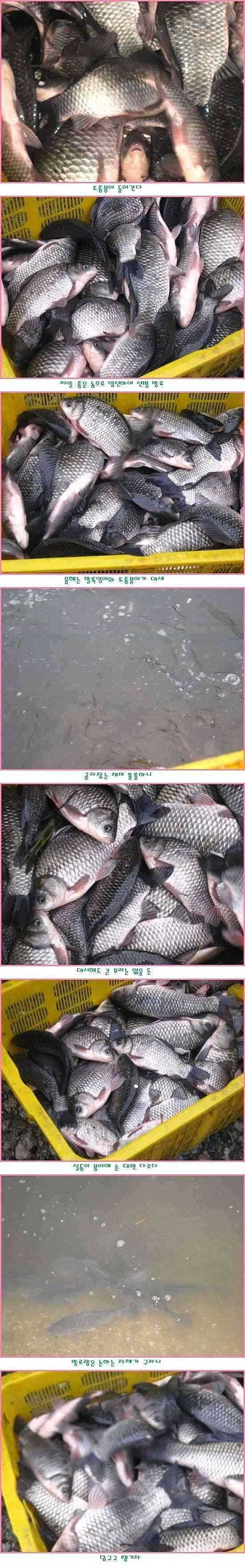 토종붕어랑말뚝잉어랑 (유료터정보 - 유료터점주조황)