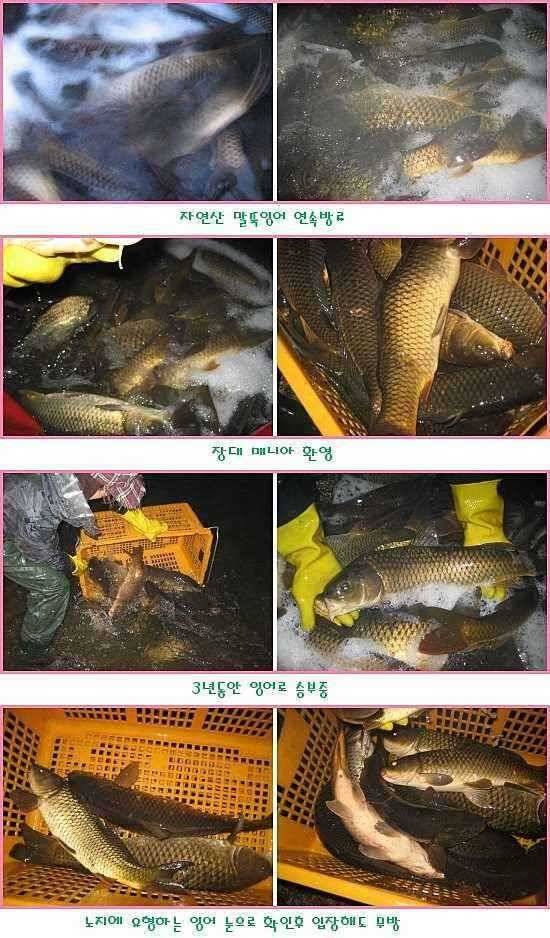 쏠릴때 몰빵 (유료터정보 - 유료터점주조황)