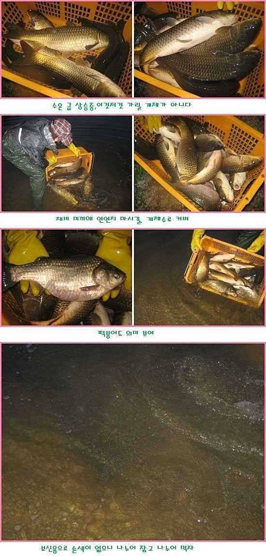 쏠릴때 몰빵 (유료터정보 - 유료터점주조황)