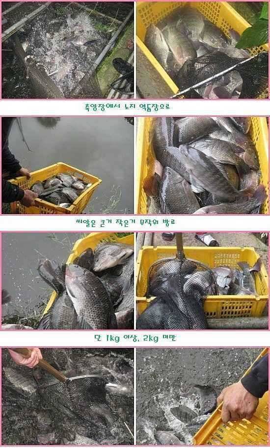 그냥 몇방 물려 주지 (유료터정보 - 유료터점주조황)