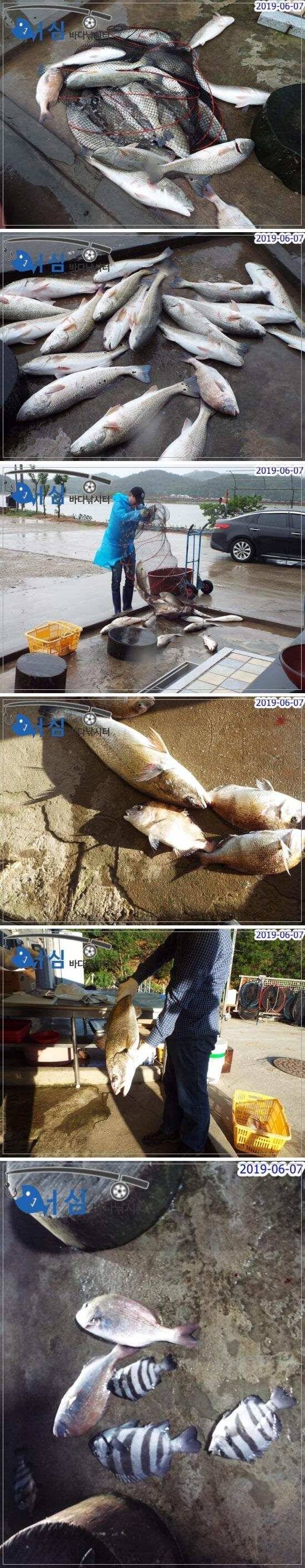 6월7일 어심바다낚시터조황 (유료터정보 - 유료터점주조황)