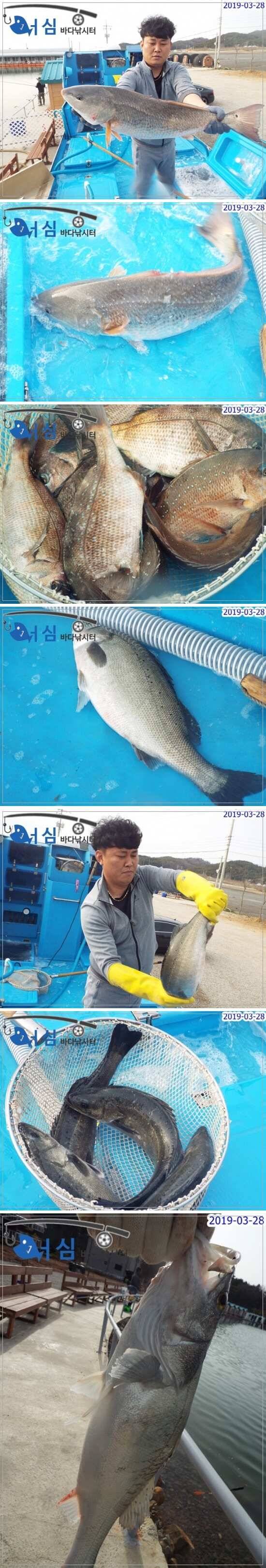 3월28일어심바다낚시터조황 (유료터정보 - 유료터점주조황)