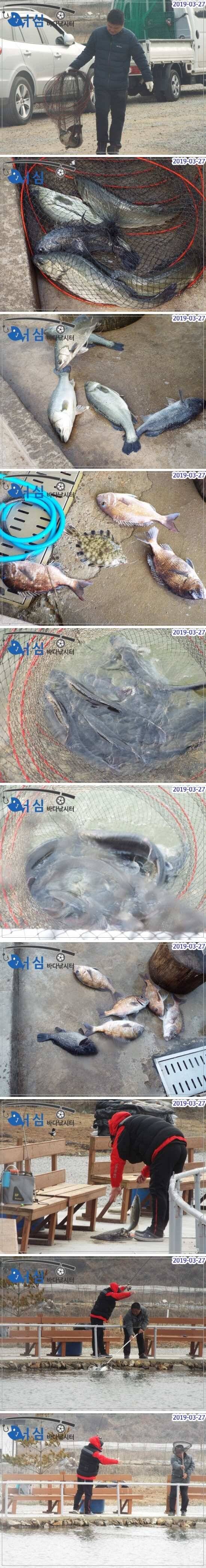 3월27일 어심 바다낚시터조황 (유료터정보 - 유료터점주조황)