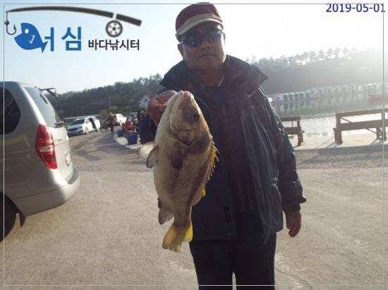 5월1일 어심바다낚시터조황 (유료터정보 - 유료터점주조황)