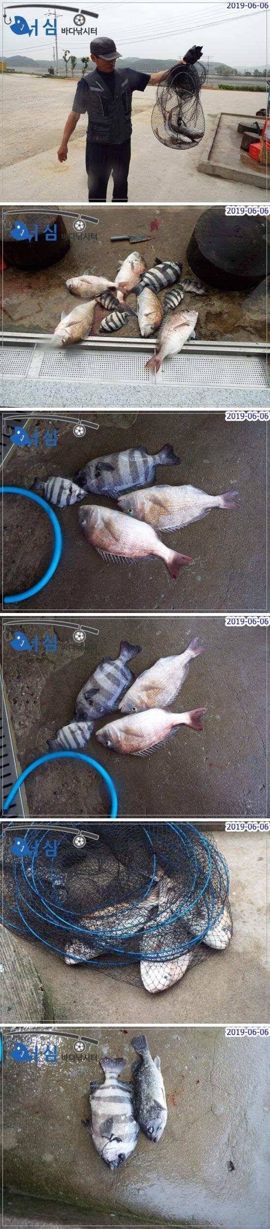 6월6일 어심바다낚시터조황 (유료터정보 - 유료터점주조황)