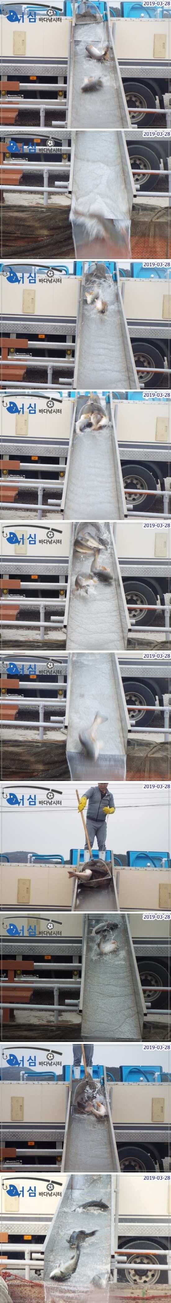 3월28일어심바다낚시터조황 (유료터정보 - 유료터점주조황)