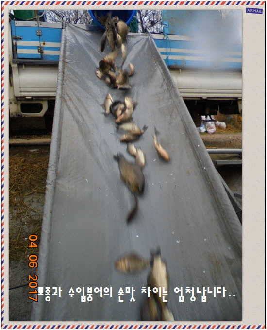 도심속의 작은 쉼터 화성 관리 낚시터입니다급전달 사항 (유료터정보 - 유료터점주조황)