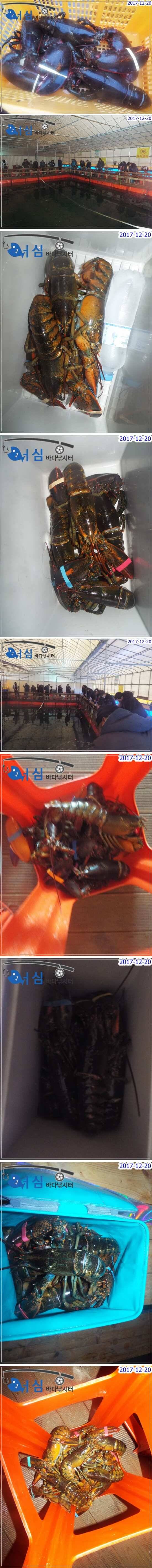 12월20일어심바다낚시터조황 (유료터정보 - 유료터점주조황)