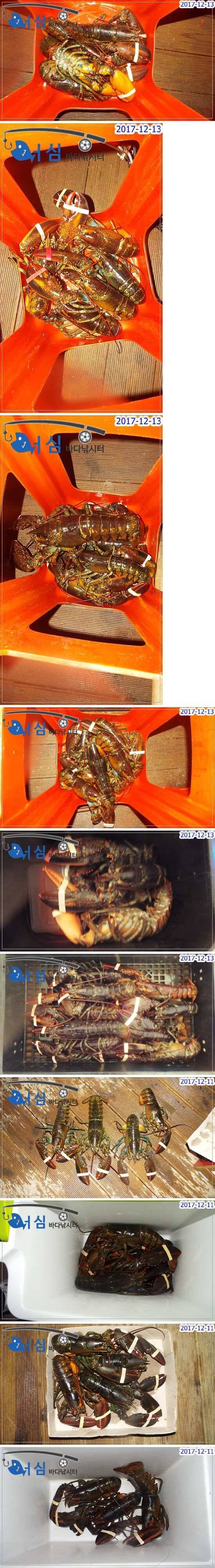 12월13일어심바다낚시터조황 (유료터정보 - 유료터점주조황)
