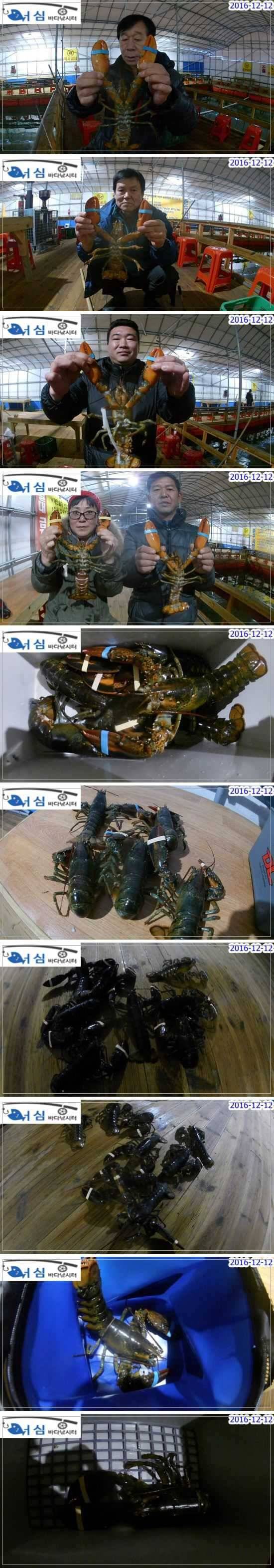 12월 12일 어심바다낚시터 노지 및 랍스타 조황 (유료터정보 - 유료터점주조황)