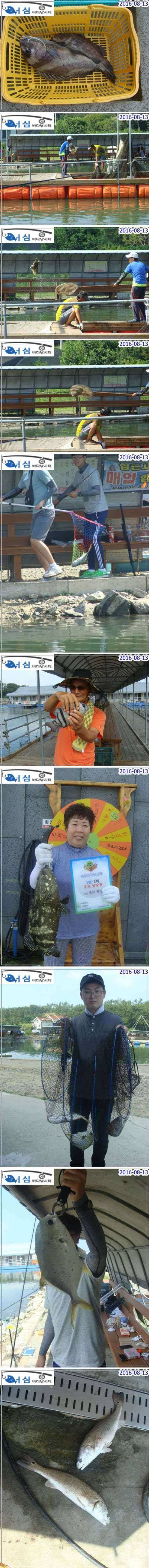 8월 13일 어심바다낚시터 조황사진 (유료터정보 - 유료터점주조황)