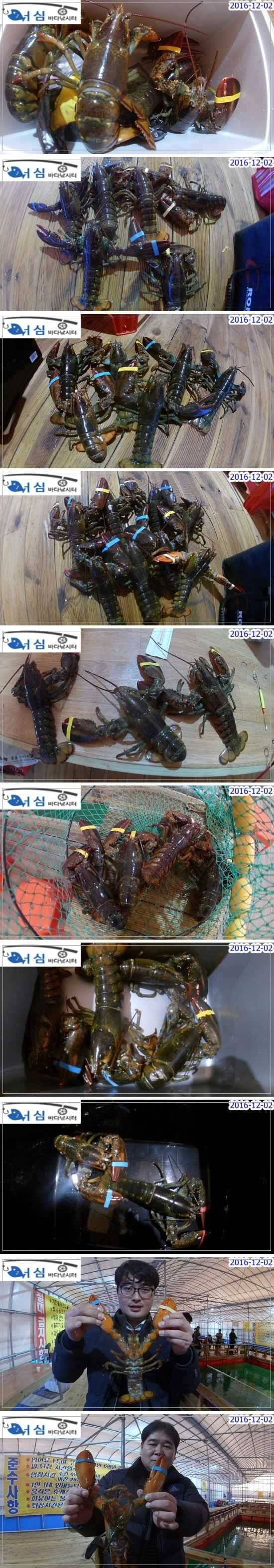 12월 2일 어심바다낚시터 랍스타 조황 (유료터정보 - 유료터점주조황)