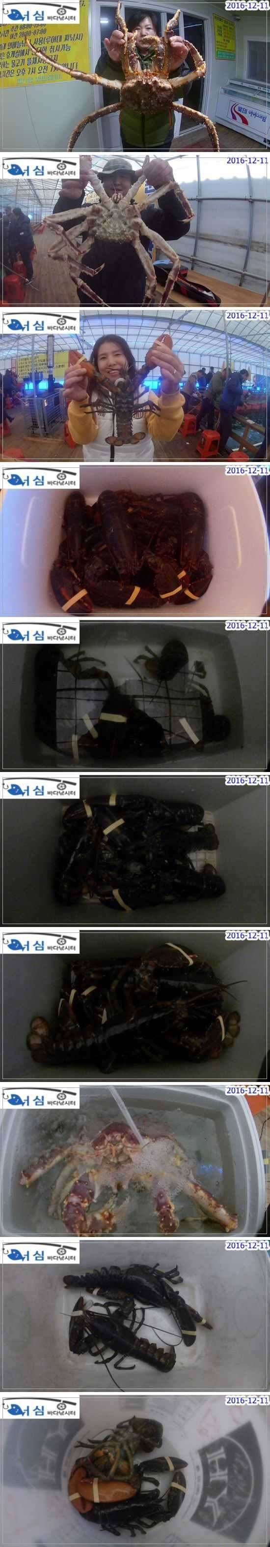 12월 11일 어심바다낚시터 노지 및 랍스타 조황 (유료터정보 - 유료터점주조황)