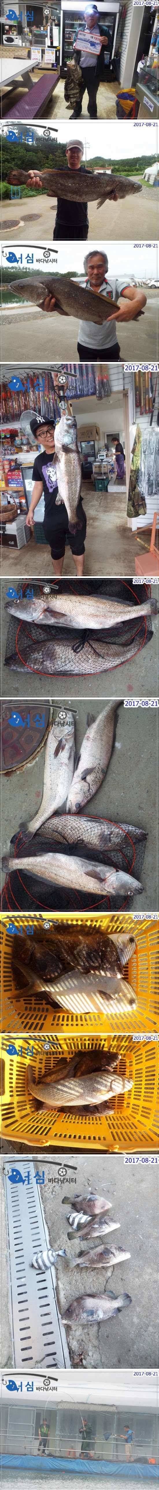 8월 21일 어심바다낚시터 노지 조황 (유료터정보 - 유료터점주조황)