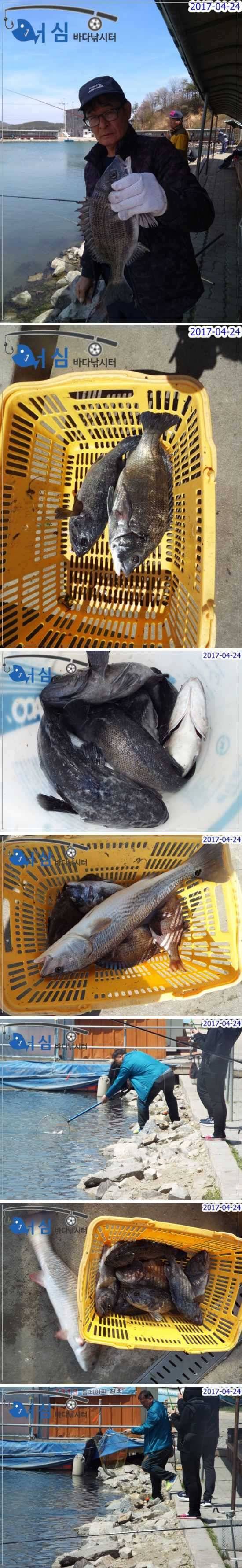 4월 24일 어심바다낚시터 노지 조황 (유료터정보 - 유료터점주조황)
