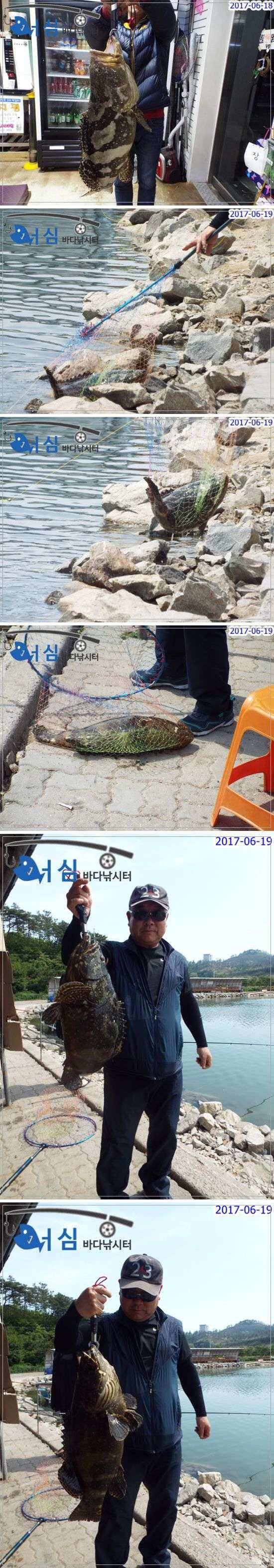 6월 19일 어심바다낚시터 조황 (유료터정보 - 유료터점주조황)
