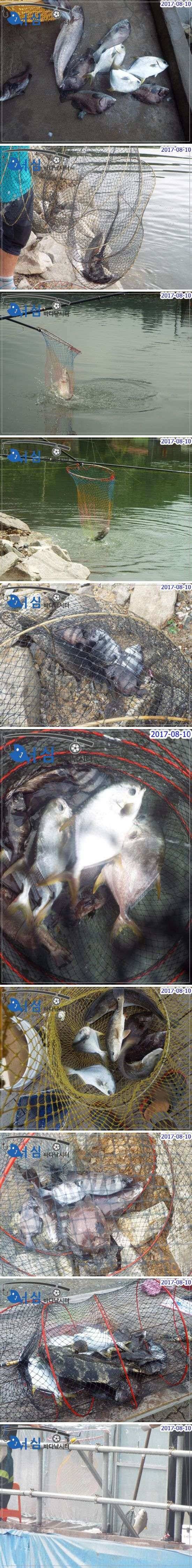 8월 10일 어심바다낚시터 조황 사진 (유료터정보 - 유료터점주조황)