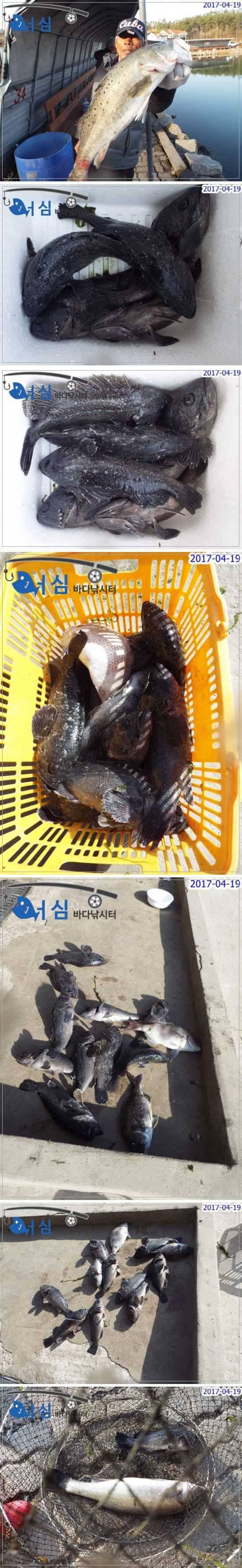 감생이의반란4월19일어심바다낚시터조황 (유료터정보 - 유료터점주조황)