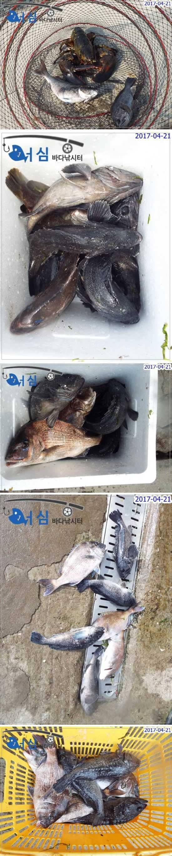 대왕랍스타4월21일어심바다낚시터조황 (유료터정보 - 유료터점주조황)