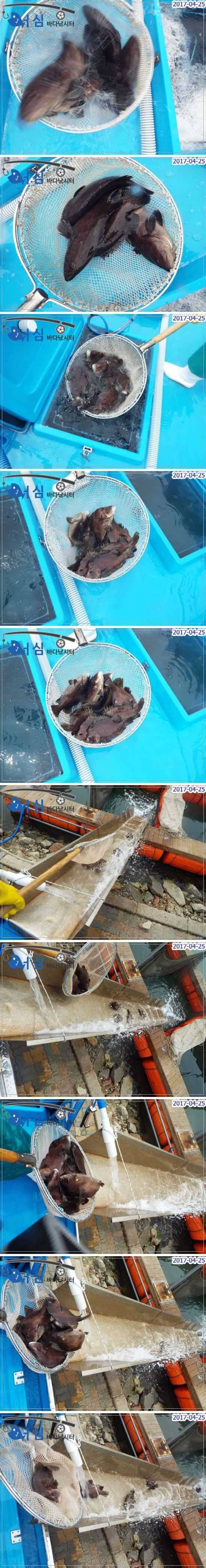 능성어돗돔4월25일어심바다낚시터조황 (유료터정보 - 유료터점주조황)