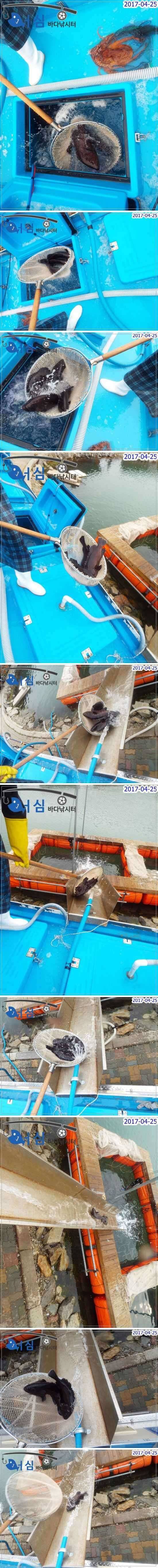 능성어돗돔4월25일어심바다낚시터조황 (유료터정보 - 유료터점주조황)