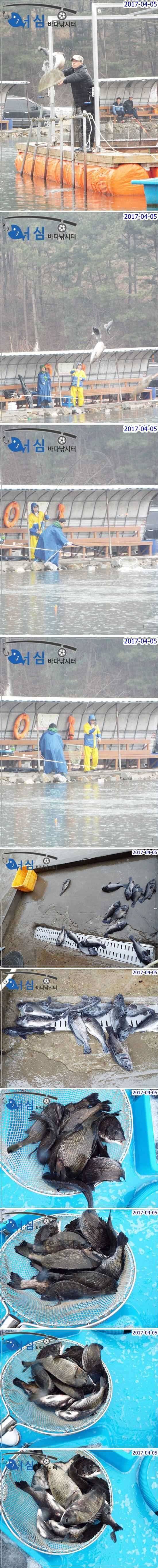 감성돔4월5일 어심바다낚시터조황 (유료터정보 - 유료터점주조황)