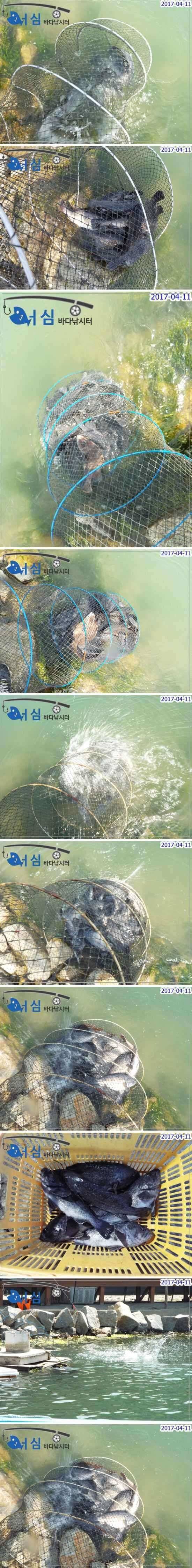 4월11일어심바다낚시터조황 (유료터정보 - 유료터점주조황)