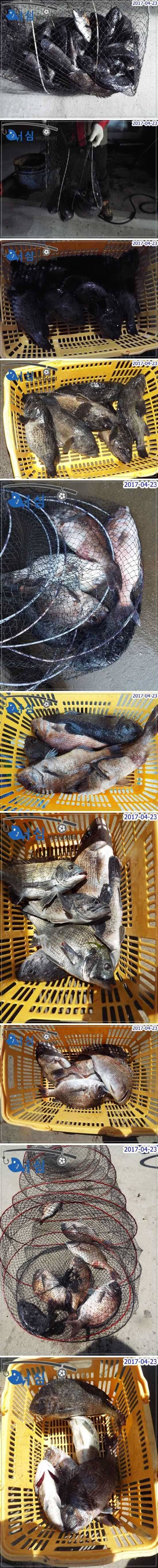 바쁜하루4월23일어심바다낚시터조황 (유료터정보 - 유료터점주조황)