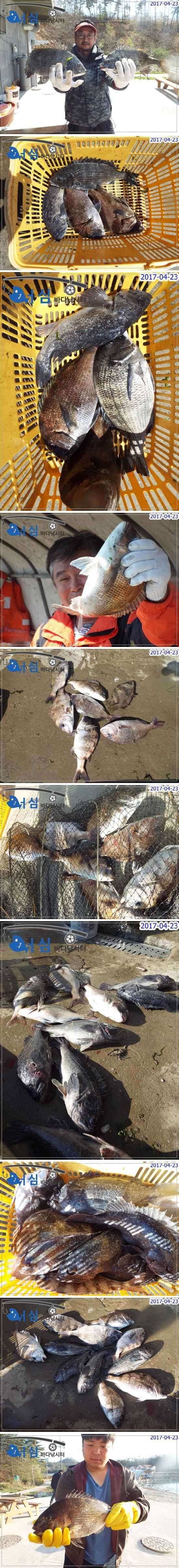 바쁜하루4월23일어심바다낚시터조황 (유료터정보 - 유료터점주조황)