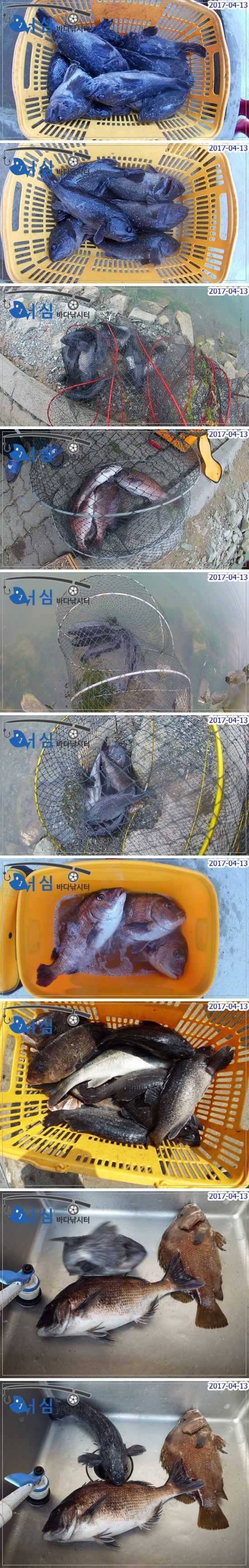 대박조황4월13일어심바다낚시터조황 (유료터정보 - 유료터점주조황)