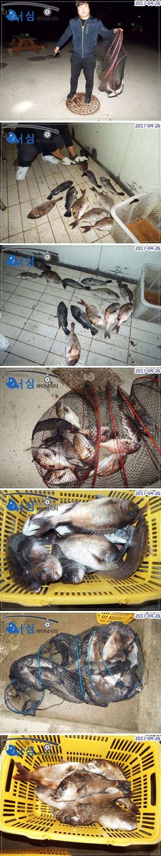 밤낚시의백미4월27일어심바다낚시터조황 (유료터정보 - 유료터점주조황)