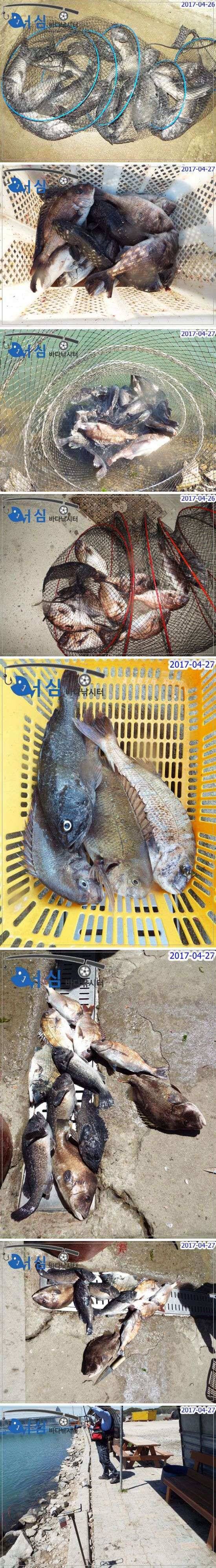 밤낚시의백미4월27일어심바다낚시터조황 (유료터정보 - 유료터점주조황)