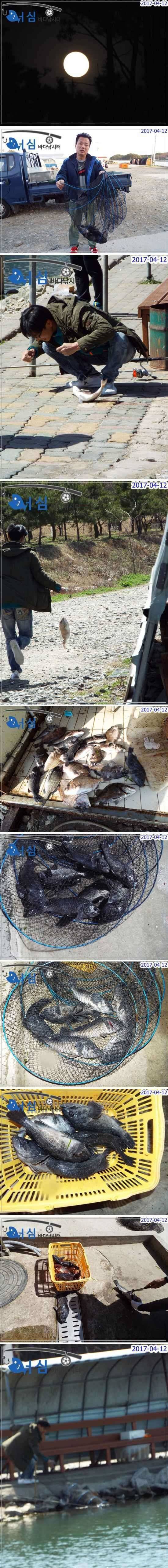 만월 4월12일어심바다낚시터조황 (유료터정보 - 유료터점주조황)