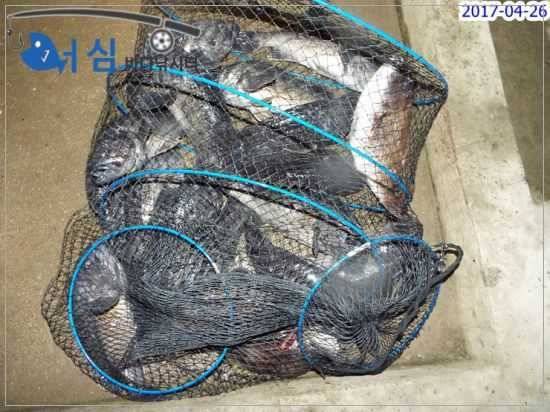 4월26일어심바다낚시터조황 (유료터정보 - 유료터점주조황)