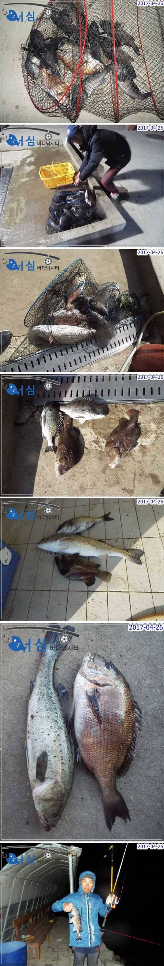 4월26일어심바다낚시터조황 (유료터정보 - 유료터점주조황)