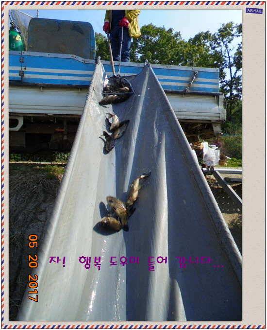 도심속의 작은 쉼터 화성 관리 낚시터입니다 (유료터정보 - 유료터점주조황)