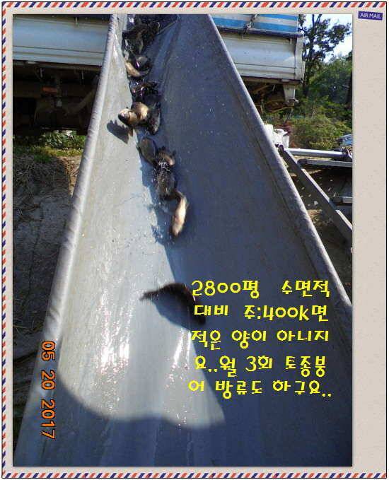도심속의 작은 쉼터 화성 관리 낚시터입니다 (유료터정보 - 유료터점주조황)