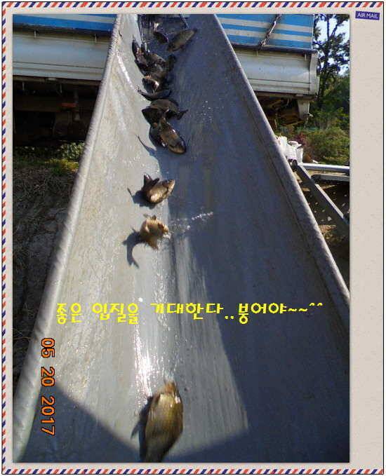 도심속의 작은 쉼터 화성 관리 낚시터입니다 (유료터정보 - 유료터점주조황)