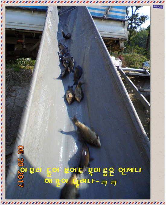 도심속의 작은 쉼터 화성 관리 낚시터입니다 (유료터정보 - 유료터점주조황)
