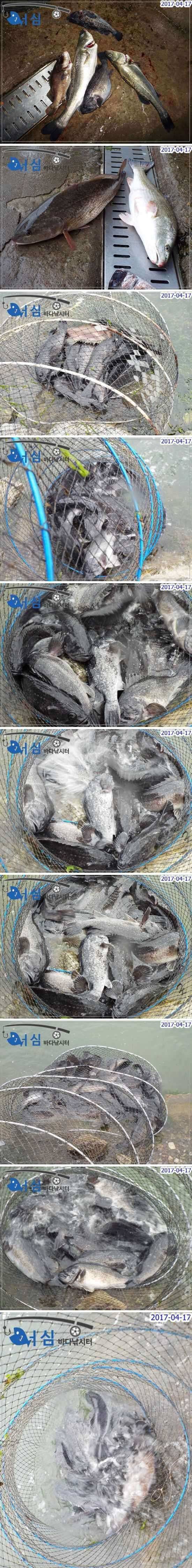 대박밤낚시4월17일어심바다낚시터조황 (유료터정보 - 유료터점주조황)