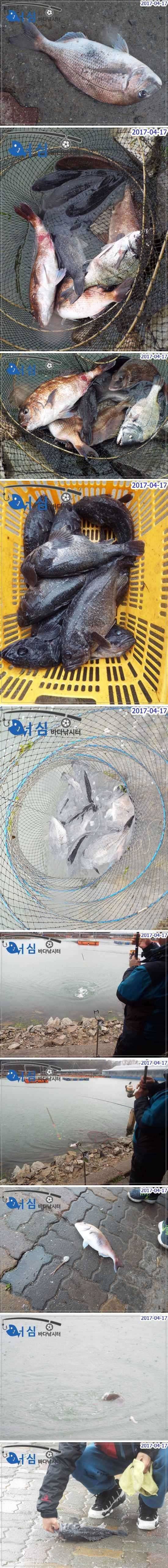 대박밤낚시4월17일어심바다낚시터조황 (유료터정보 - 유료터점주조황)