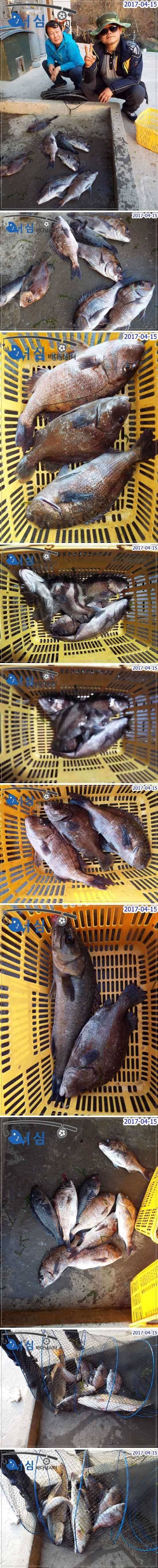 화창한주말4월15일어심바다낚시터조황 (유료터정보 - 유료터점주조황)