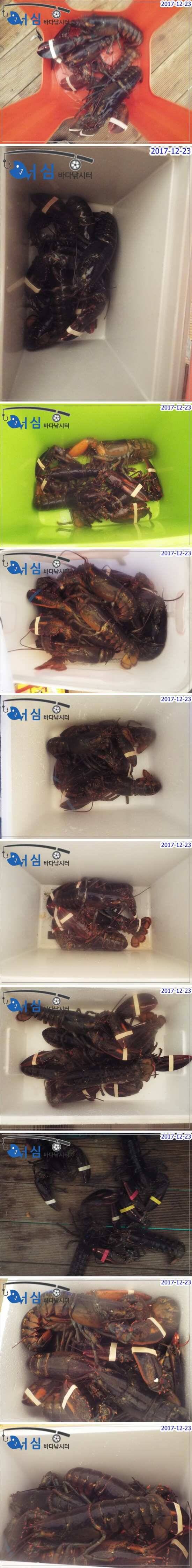 12월23일 어심바다낚시터조황 (유료터정보 - 유료터점주조황)