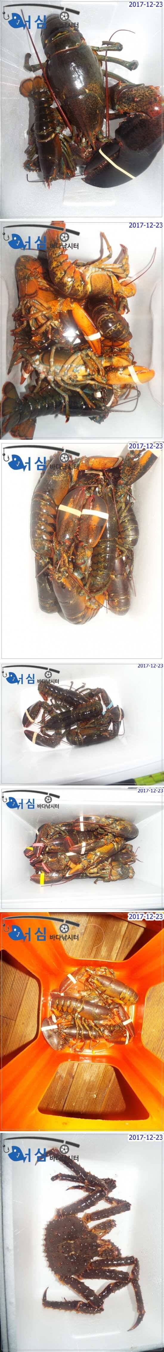 12월23일 어심바다낚시터조황 (유료터정보 - 유료터점주조황)