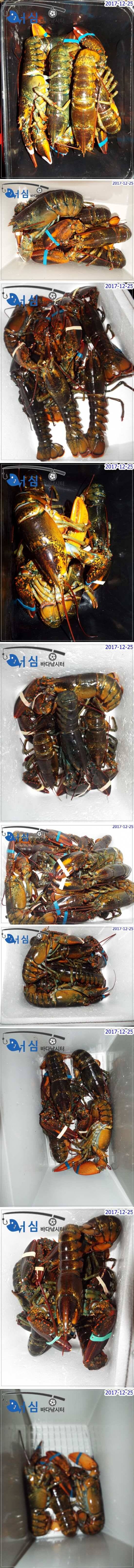 12월25일어심바다낚시터조황하우스 (유료터정보 - 유료터점주조황)