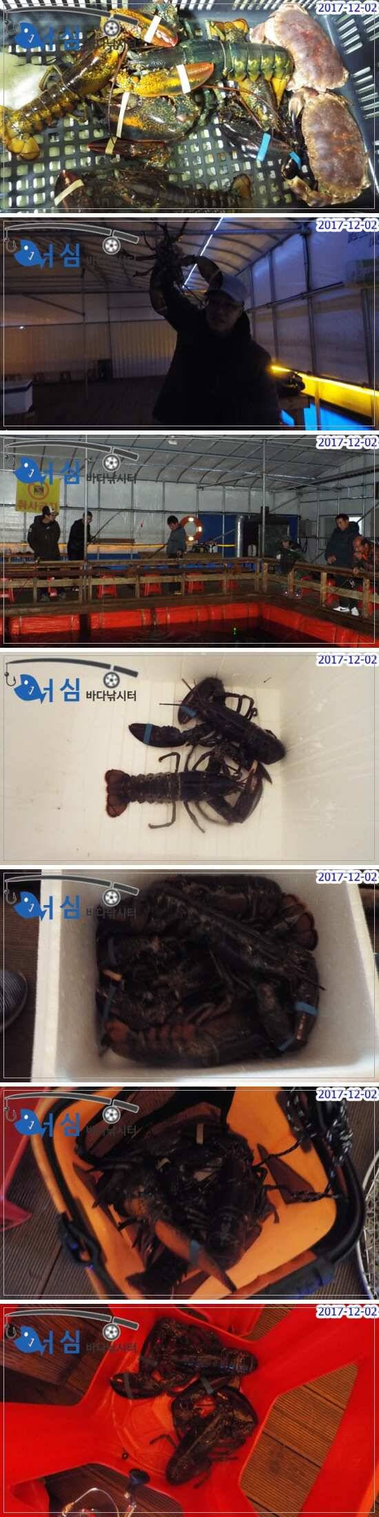12월2일 어심바다낚시터조황노지하우스 (유료터정보 - 유료터점주조황)