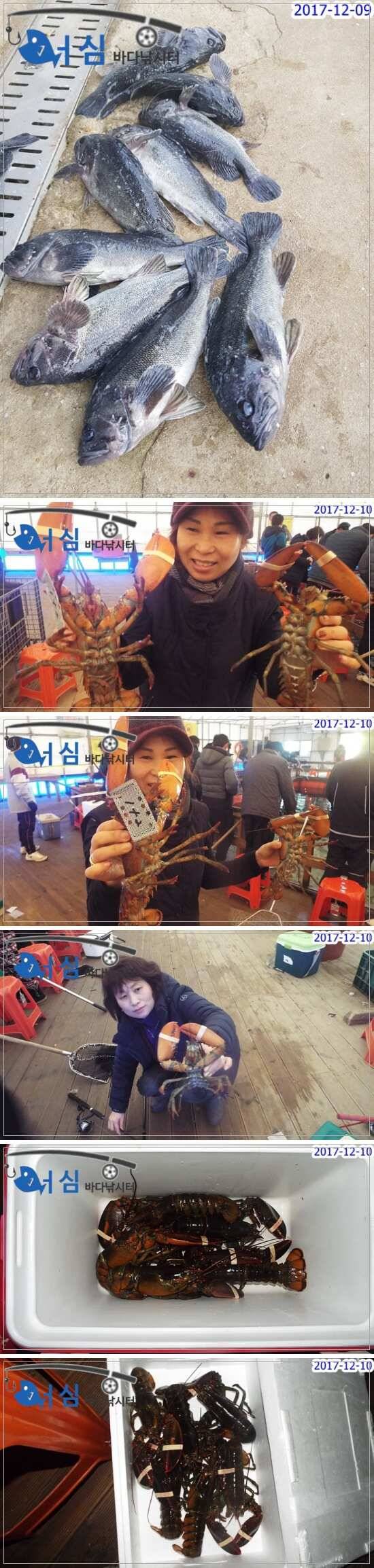 12월10일어심바다낚시터조황 (유료터정보 - 유료터점주조황)